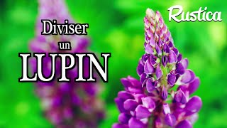 Multiplier des lupins [upl. by Nosak]