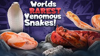 RAREST Venomous Snakes IN THE WORLD [upl. by Enairb]