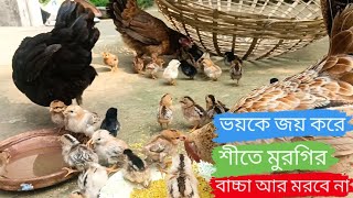 শীতে মুরগির বাচ্চা একটাও মরবে না। শীতে মুরগির বাচ্চা সুস্থ ও রোগমুক্ত রাখার উপায় ২০২৩। [upl. by Mabelle]