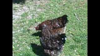 Raising Speckled Sussex Chickens Great Brown Egg Layers [upl. by Suoilenroc]