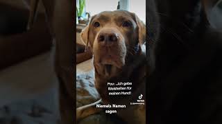 Niemals Namen sagen liechtenstein dog funny apollo labrador puppy hund [upl. by Berthe]