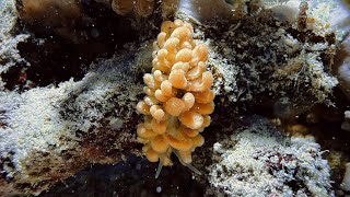 Parangatum sp nudibranch in Romblon  Philippines  July 2024 [upl. by Dajma739]