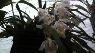 OrchidWeb  Coelogyne cristata [upl. by Shea625]