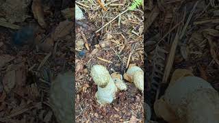 A cluster of Stinkhorn fungi [upl. by Kaye381]