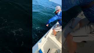 Jigging Albacore With Sandeel Jig NJ Fishing [upl. by Ahsekar]