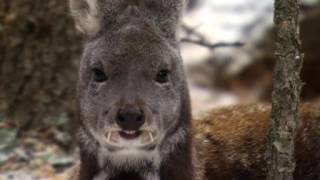 Siberia Musk Deer [upl. by Eeladnerb]