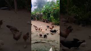 feeding chickengood morning meghalaya garohills [upl. by Eserehs]