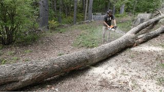 The real work begins Methodically processingcleaning up a 90ft Ash tree [upl. by Axel]