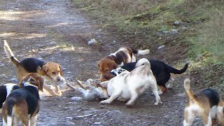 2022 Running Cottontail Rabbit wBeagles in Oregon  1500 ft [upl. by Lerraj]