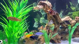 75 gallon with Fluval FX4 and more than a dozen African Cichlids [upl. by Enilav708]