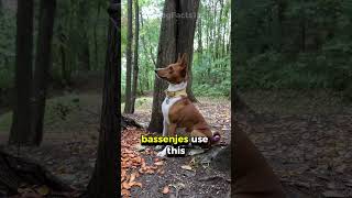 The Dog That Doesn’t Bark Meet the Unique Basenji dogfacts pets caninecuriosities doglovers [upl. by Enajiram]