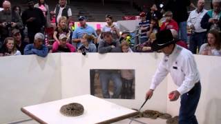 Rattlesnake ALMOST bites snake handler at the Worlds Largest Rattlesnake Roundup in Texas [upl. by Orravan]