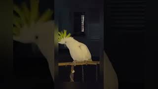 Crazy dancing cockatoo😂 birds parrots shorts [upl. by Aneahs]