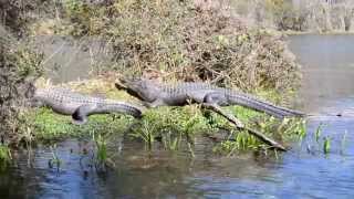 Alligators at Wakulla Springs [upl. by Yrebmik]