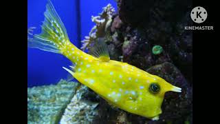 Longhorn cowfish Sound Effects [upl. by Territus]