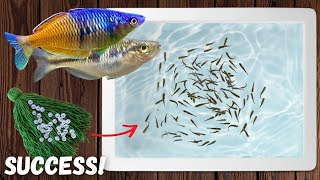 Easiest Way to Breed Boesemani Rainbow Fish [upl. by Lazaruk]