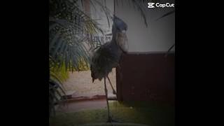 Shoe bill stork edit birds shoebill edit [upl. by Iba]