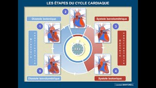 Quelles sont les étapes du cycle cardiaque [upl. by Anniken195]