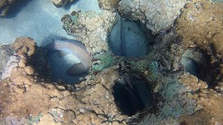 SHARKS in LAUDERDALE while DIVING [upl. by Setarcos]