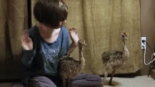 Girl Hanging Out With her Pet Ostrich Chicks [upl. by Rodi382]