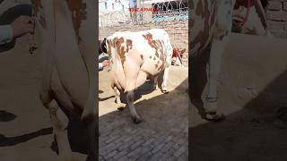 Red Friesian cow for sale04032024 apnapunjabtv [upl. by Dougal238]