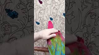 Macaw Parrot birds parrot talkingparrot funny viralshorts [upl. by Zusman]