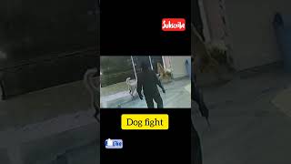 Dog fight 😥😥 Bullmastiff vs Street Dog 🤐🤐😪 [upl. by Yraccaz108]