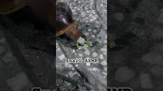 Snail asmr [upl. by Columbyne]