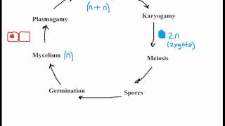 Biology Fungi Reproduction [upl. by Leta]