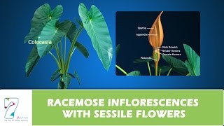 RACEMOSE INFLORESCENCES WITH SESSILE FLOWERS [upl. by Anelagna]