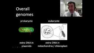 Prokaryotic vs eukaryotic genomes [upl. by Nnyloj]