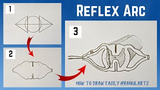 Easy trick to draw Reflex Arc  How to draw Reflex Arc  Control amp Coordination  Class 10 [upl. by Naresh]