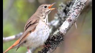 Thrush song shares harmonies of human music [upl. by Roach]