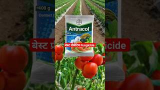 antracol fungicide  bayer antracol fungicide  drpunitshishodia fungicide agriculture [upl. by Ram]