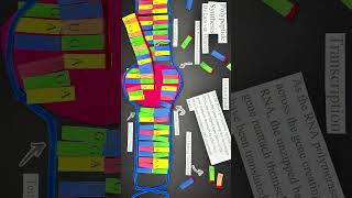 Polypeptide Synthesis [upl. by Nahgeem]