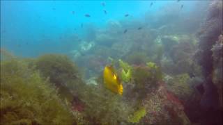 Purple hydrocoral diving in Catalina Island [upl. by Olnee]