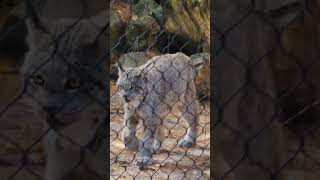 Canadian Lynx walking to water birds birdwatching birdenthusiast zoo [upl. by Rangel]