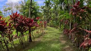 Maire Nui Gardens Takitumu District Rarotonga Cook Islands  5K [upl. by Ever927]