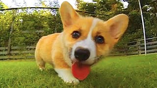 Funny and Cute corgi puppies videos compilation 2021❤ Cutest corgis Ever Part 3 [upl. by Idid628]