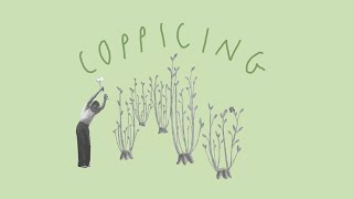 Coppicing How trees regenerate [upl. by Rodmann]