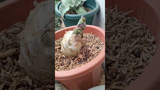 Update Sansevieria Masoniana shoot cutting after 16 weeks result plantpropagation [upl. by Dewey]