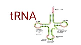 tRNA  Structure and function Genetics  Molecular biology  BSc lifescience genetics [upl. by Rashida272]