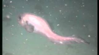 Snailfish on the Northwest Shelf [upl. by Leasa]