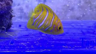 Biota Captive Bred Regal Angelfish [upl. by Bethesde]