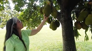 Sarahs Front Yard Jackfruit Tree in South Florida [upl. by Nowahs]