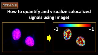 How to quantify and visualize colocalized signals using ImageJ [upl. by Amaras146]