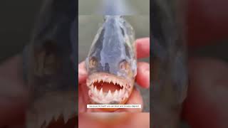 RedBellied Piranhas Ferocious Bites and Surprising Truths shorts [upl. by Selmner52]