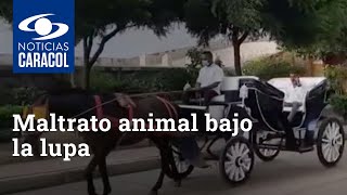 Maltrato animal bajo la lupa piden mejorar condiciones para caballos cocheros de Cartagena [upl. by Lisle]