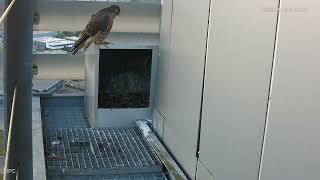 PEREGRINE FALCON  LIVE Nest Camera November 2023  The Netherlands LIVE  Slechtvalken [upl. by Nitsoj]