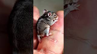 Little Hamster cubs sitting on human palms [upl. by Eserehs]